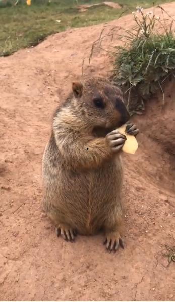 槐树下吃瓜的土拨鼠视频,趣味横生萌态十足