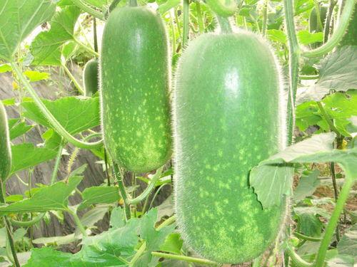 吃沙瓜的视频素材大全,尽享夏日清凉美味瞬间