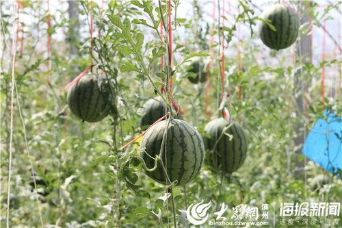 贵州兴义吃瓜事件视频曝光,视频曝光引发社会关注