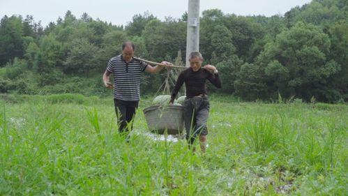 新余市吃瓜视频,揭秘当地美食文化盛宴
