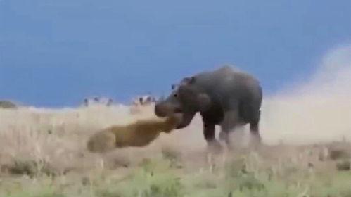 百兽吃瓜现场视频大全,吃瓜现场视频大全大揭秘