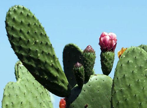 大瓜吃仙人掌视频大全下载,趣味横生的视觉盛宴