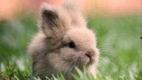 兔兔吃瓜视频,欢乐无限，带你领略萌宠趣味时光