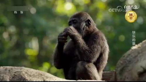 吃瓜变猩猩的视频大全集,揭秘神奇视频背后的奇幻之旅
