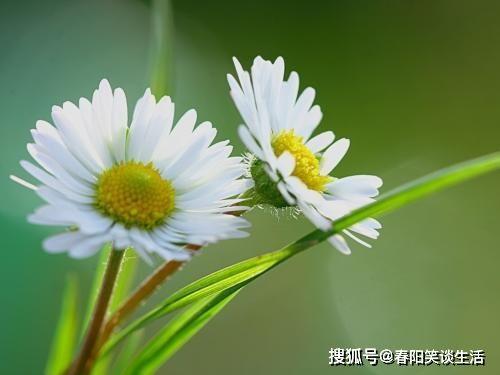 野生雏菊吃瓜视频,萌态十足引网友热议