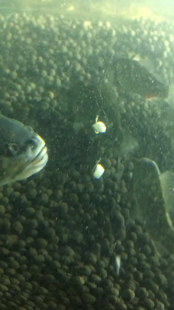 鱼吃瓜视频完整版