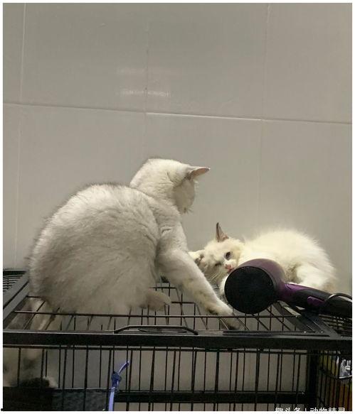 猫咪吃三月瓜吗好吗视频,美味还是禁忌？