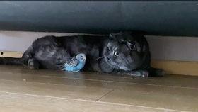 猫咪吃瓜小游戏视频教程