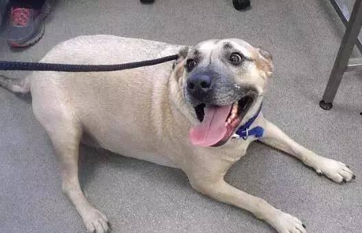 养狗的黄小瓜可以吃吗视频,狗狗饮食禁忌大公开